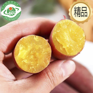 有机】小香薯黄心板栗红薯新鲜现挖农家自种蜜薯榴莲蜜薯黄金日本