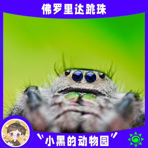 跳蛛卢卡斯小黑动物园好养学生