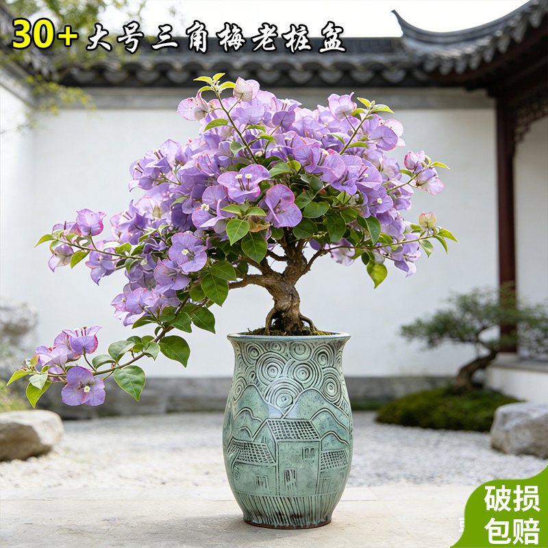 大号三角梅专用花盆陶瓷大口径户外庭院多肉植物粗陶盆轻奢高级感图片