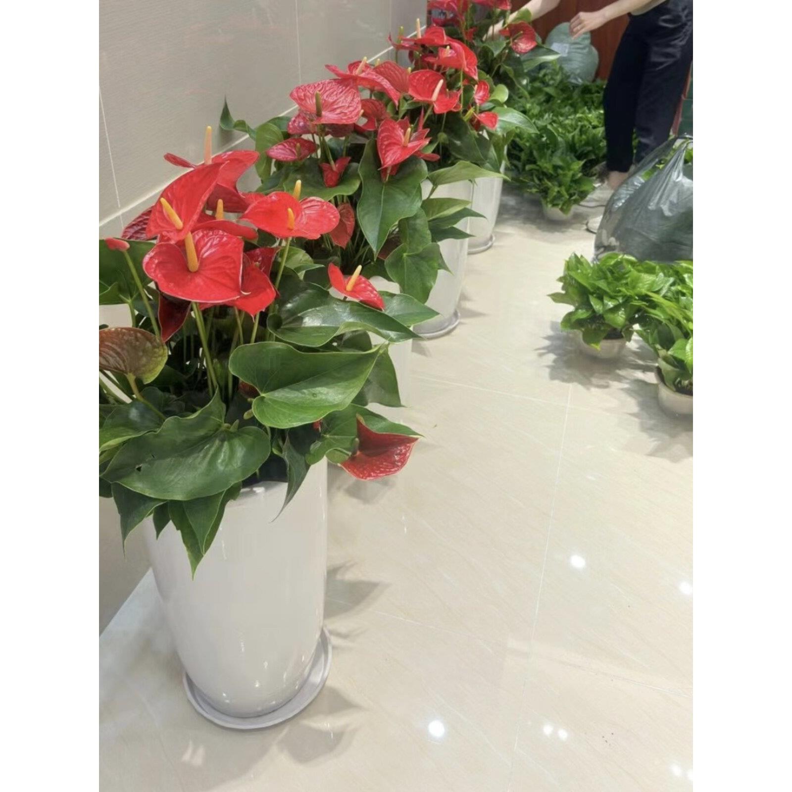 红掌盆栽 白掌粉掌植物室内花卉 观花植物 净化空气 吸甲醇