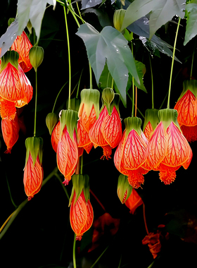 灯笼花风铃扶桑花纹瓣悬铃花金铃花盆栽苗阳台四季倒挂金钟花卉