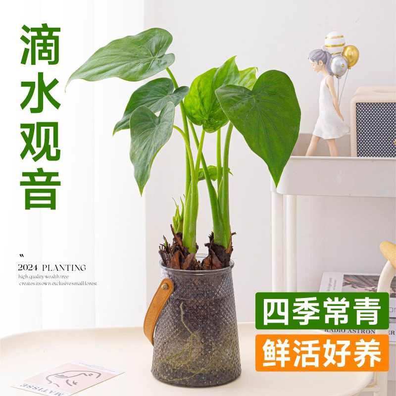 千手观音盆栽水培植物办公室内客厅桌面滴水观音四季常青绿植花卉