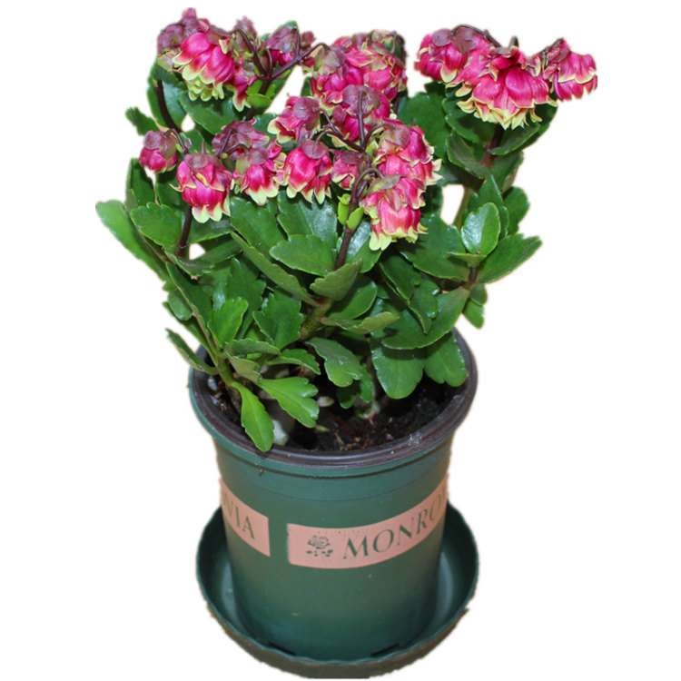 蔓生吊钟海棠盆栽宫灯长寿花期长带花苞灯笼花室内办公桌阳台花卉