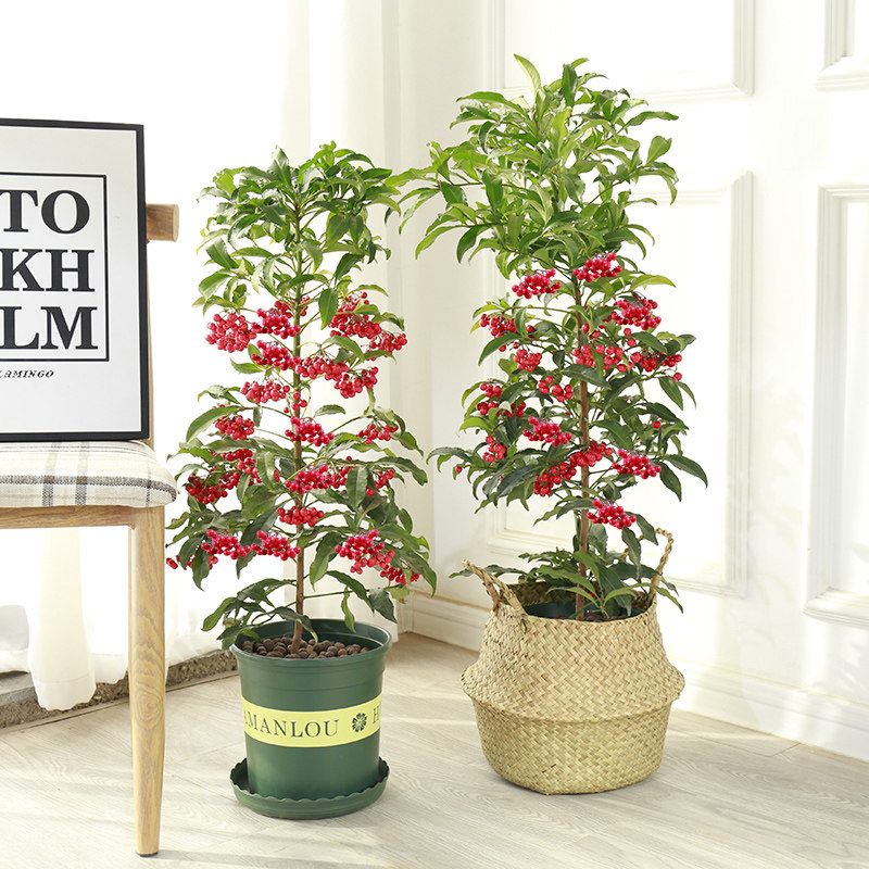 富贵籽盆栽植物四季室内黄金万两富贵子花苗红凉伞朱砂根金玉满堂