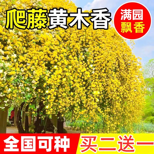 浓香攀援花卉阳台庭院四季木香花