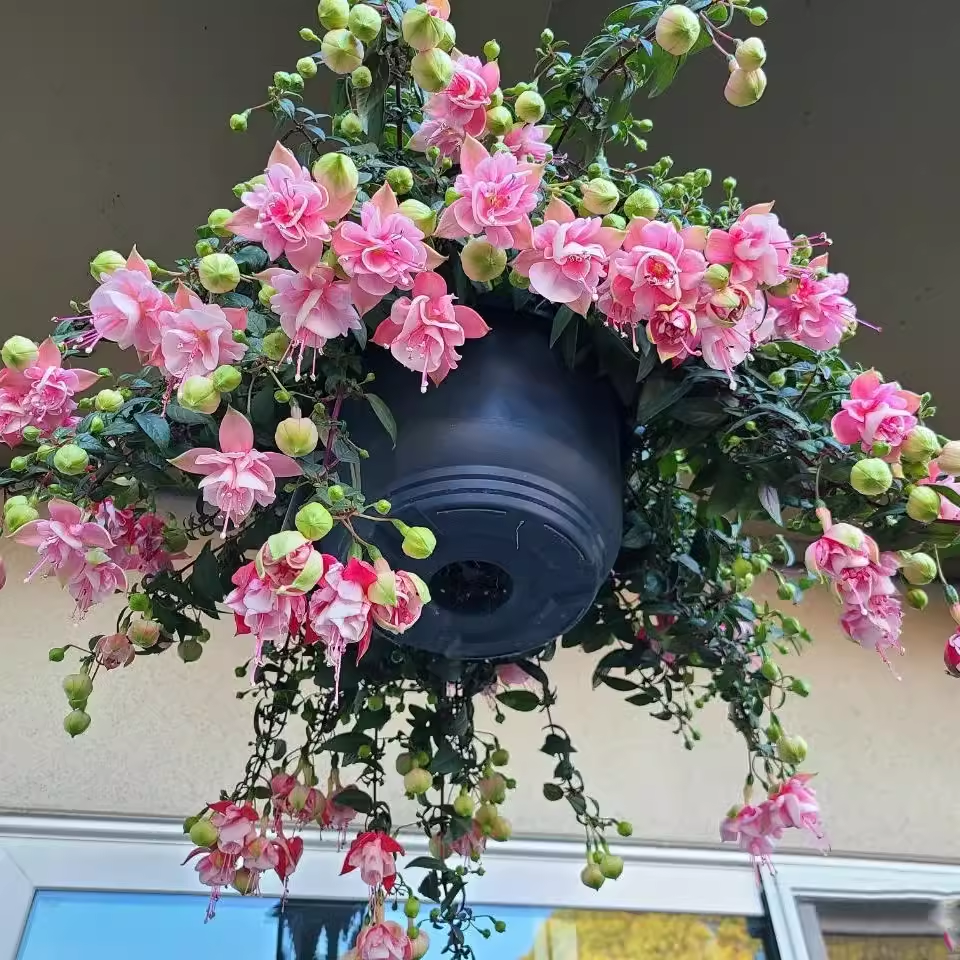 倒挂金钟盆栽灯笼花苗重瓣大花四季盆栽室内阳台花卉好养易成活,鲜花速递/花卉仿真/绿植园艺,时令草本花卉,淘宝优惠券,粉丝福利购,淘宝优惠卷