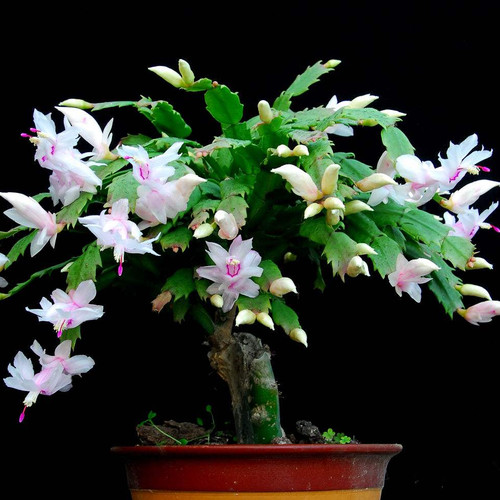 办公室内阳台四季易养蟹爪兰