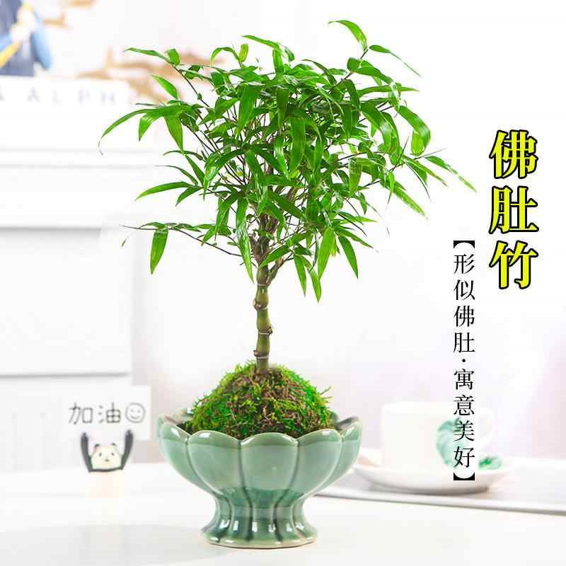 佛肚竹盆栽老桩矮化罗汉竹子苗办公室内植物桌面绿植四季常青盆景