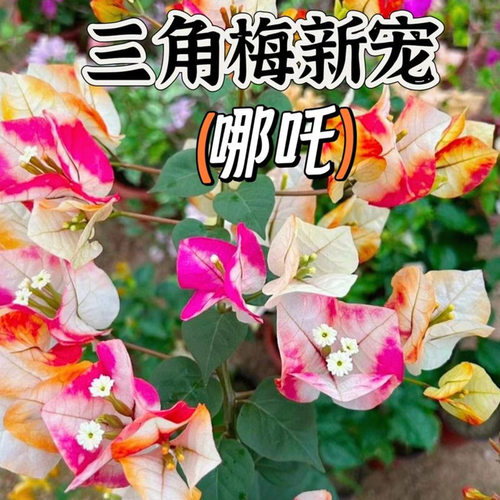 重瓣三角梅花苗盆栽四季勤花