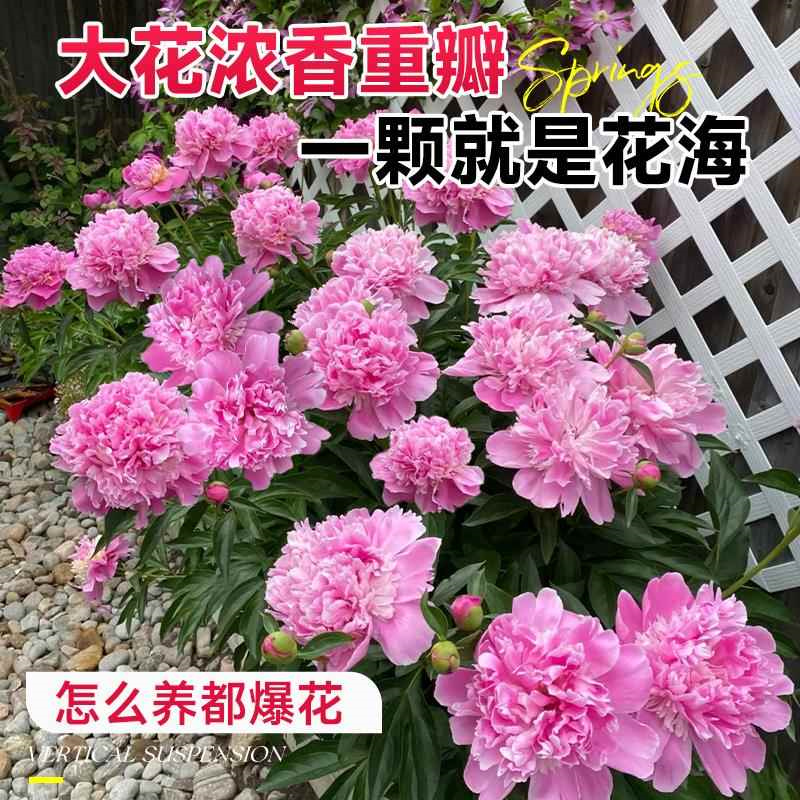 多年生重瓣大花带芽耐寒芍药花