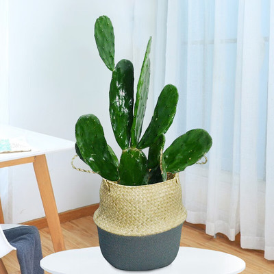 食用仙人掌盆栽植物可嫁接花卉