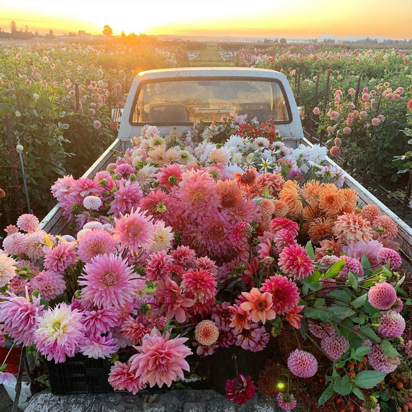 大丽菊种根地瓜花大丽花种球盆栽球根花卉绿植天竺牡丹庭院大理花
