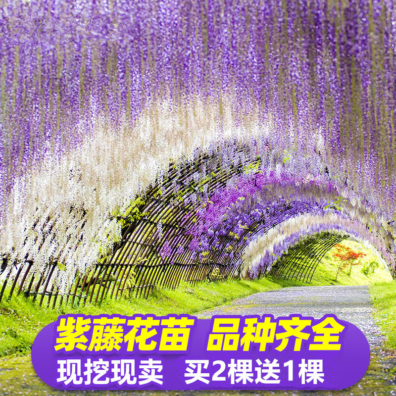 紫藤花树苗爬藤植物多花紫藤萝树苗阳台盆栽庭院老桩耐寒攀援花卉