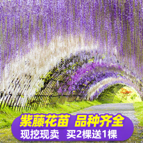 紫藤花树苗庭院阳台四季盆栽植物