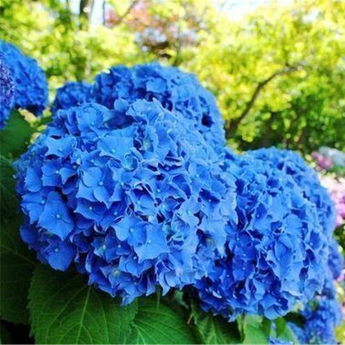 无尽夏盆栽绣球花苗大花易养