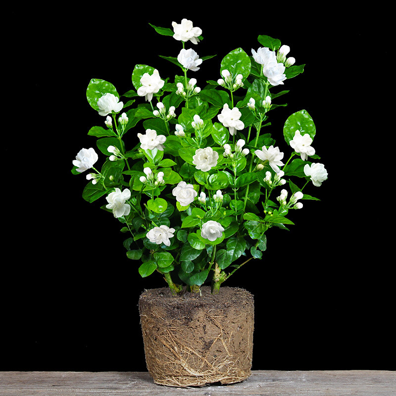 茉莉花苗白色茉莉虎头茉莉花风车银丝双色茉莉盆栽阳台花卉绿植物