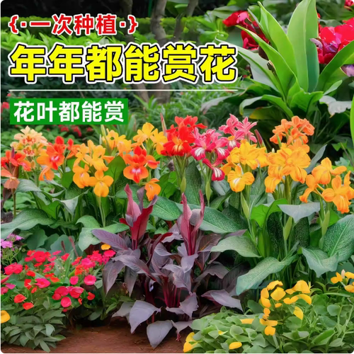 大花阳台庭院易活美人蕉