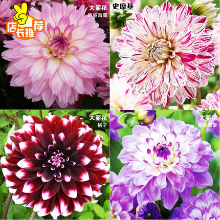 盆栽球根花卉绿植大丽菊种根地瓜花大丽花种球天竺牡丹庭院大理花