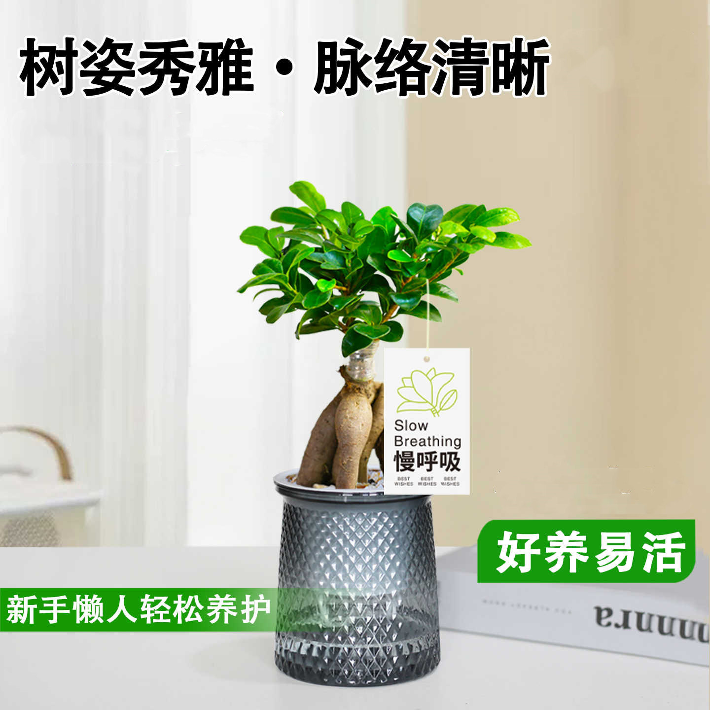 人参榕小榕树盆栽办公室内水培花卉桌面阳台盆景四季常青绿植物