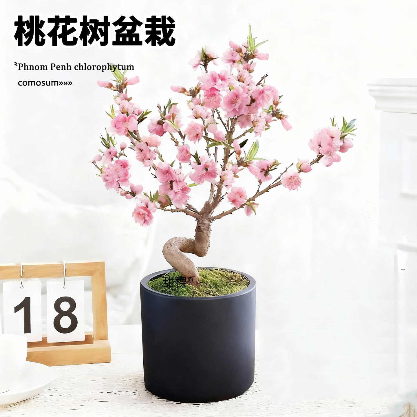 中华寿星桃盆栽老桩室内阳台桃树盆景观赏花卉桃花树苗耐寒好养