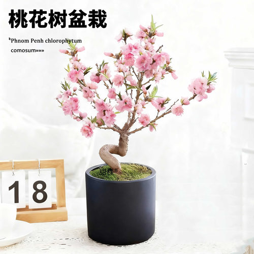花果两赏植物寿星桃盆栽耐寒好养