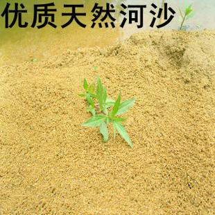 优质河沙 黄沙 改善土质 排水透气 水培花卉 鱼缸用沙土
