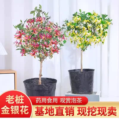 金银花树苗盆栽四季浓香花卉易养