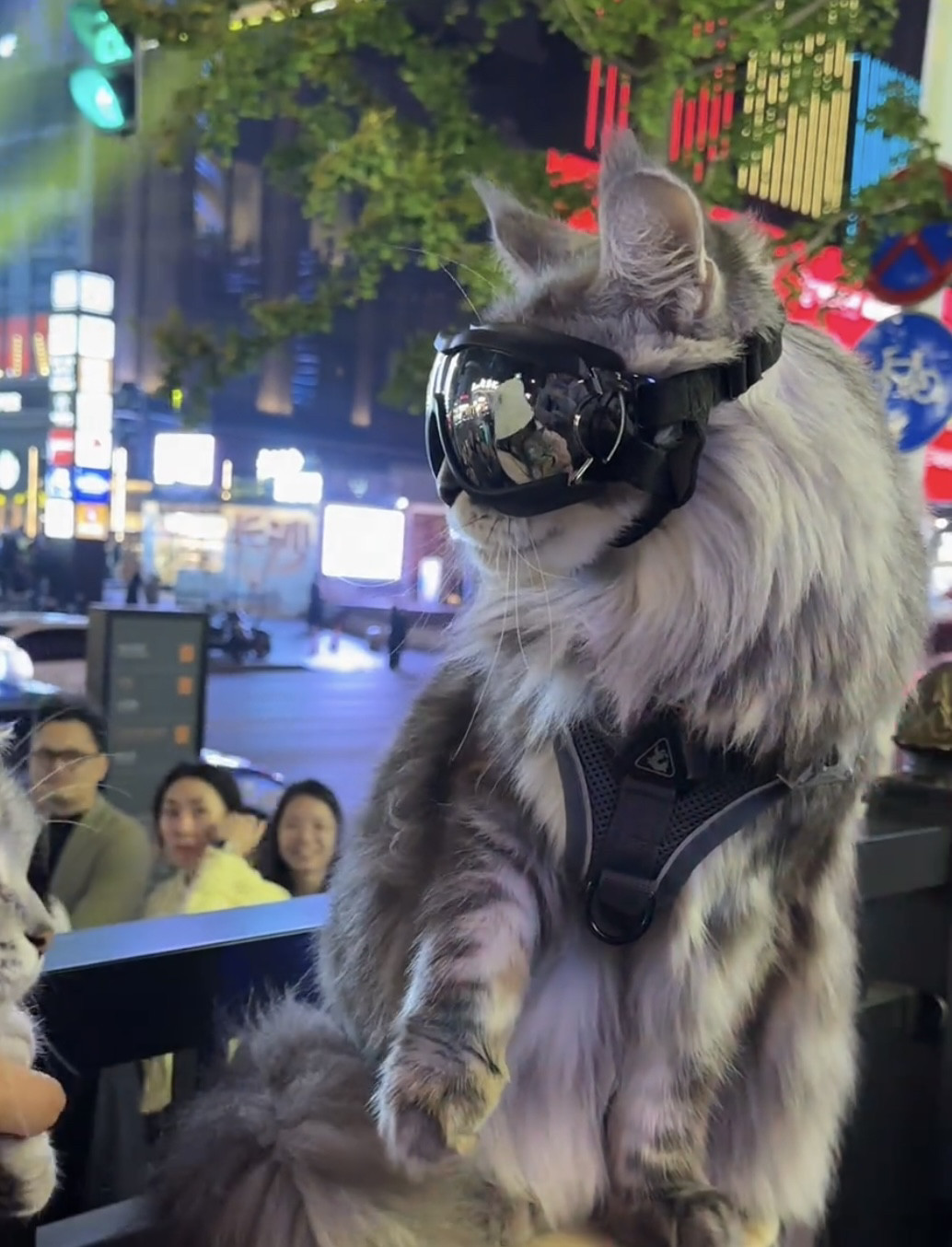 宠物保暖太阳眼镜猫咪墨镜防风泰迪缅因柯基防风护目镜