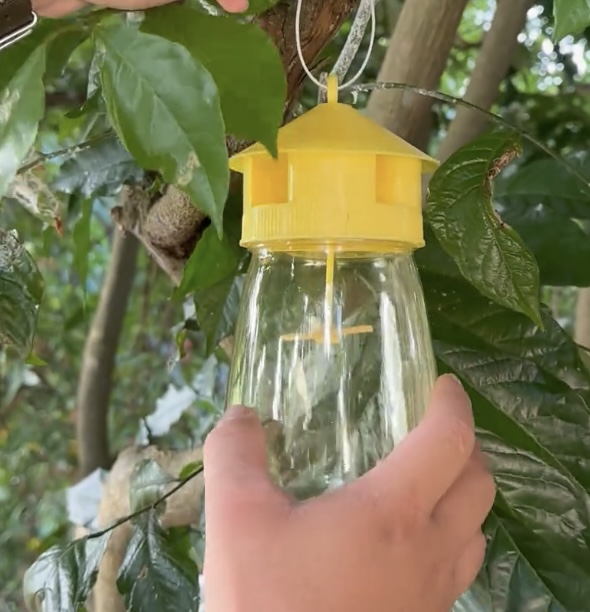 果蝇捕捉器诱捕器果园实蝇捕抓器引诱剂内含菜地5代果蝇针蜂瓜果