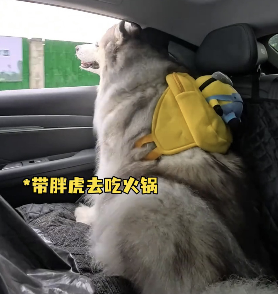 狗狗自背包宠物大容量书包边牧哈士奇萨摩耶大狗户外出遛狗双肩包