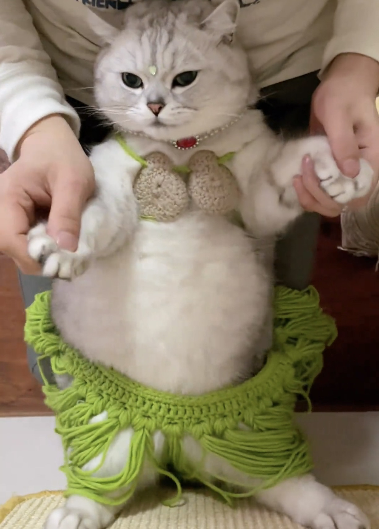宠物搞笑头饰法斗柯基橘猫清凉草裙版夏季比基尼拍摄道具搞怪衣服