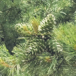 长白山野生松塔新鲜红松塔东北大松塔食用松塔子摆件松塔宠物粮