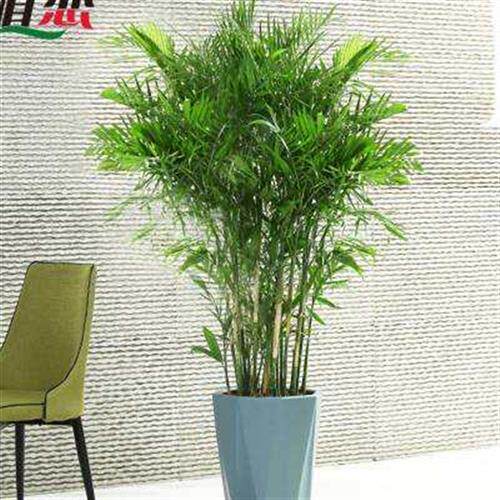 南京夏威夷凤尾竹盆栽大型室内绿植办公室客厅净化空气花卉大植.