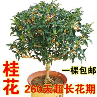 桂花树苗盆栽金桂浓香型花卉庭院室外植物四季开桂沉香花流苏嫁接