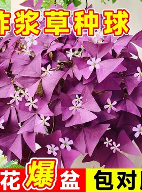 紫叶酢浆草种球幸运草多年生盆栽紫蝴蝶花卉紫色浆草炸酱种子四季