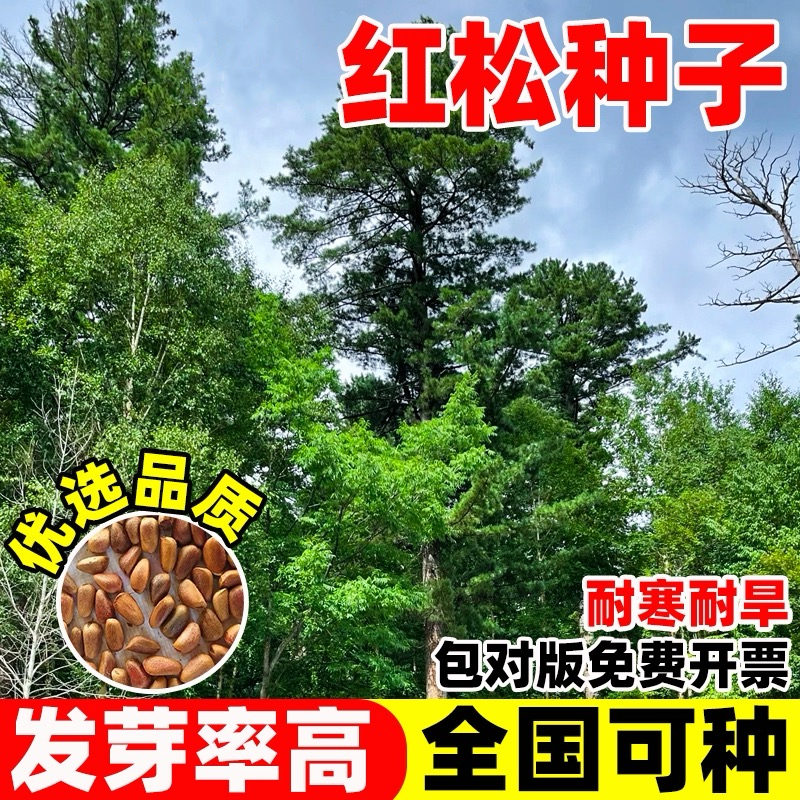 红松种子罗汉松种籽四季庭院护坡造林松树种子常绿林木乔木种子孑