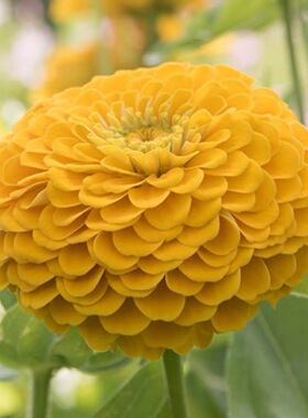 黄色百日草种子重瓣百日菊花种籽子室外庭院四季播种花海景观花卉