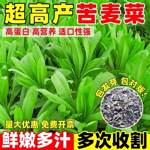 苦麦菜种籽大叶四季牧草苦麻菜马兔鱼喂猪鸡鸭鹅吃的草苦荬菜种子
