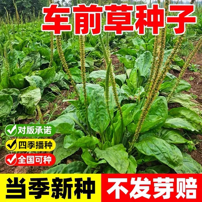 车前草种子食用四季播种野生车前子种籽中药药材室外庭院阳台盆栽