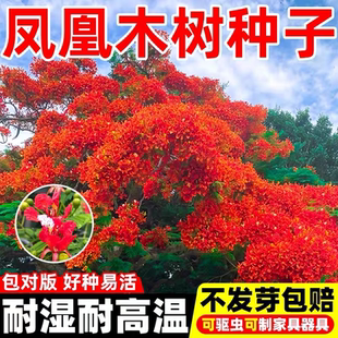 凤凰木种子红花楹种籽凤凰树花籽火树造林苗木南方观花大乔木种籽