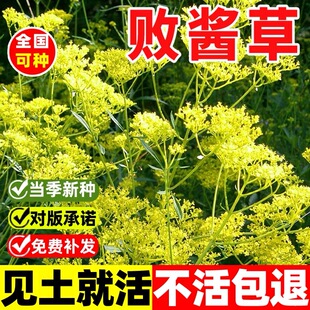 黄花败酱草种子南败酱草苦益菜苣荬菜苦菜子苦菜苦麻菜种子易种活