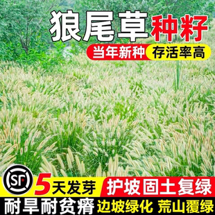 狼尾草种籽护坡固土耐贫瘠草籽边坡复绿耐寒耐旱工程绿化灌木种子