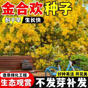 金合欢种子合欢树种子护边园林绿化鸭皂树庭院耐寒观赏种籽合欢花