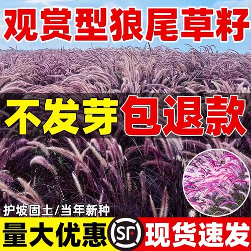 紫穗狼尾草种子护坡草种子观赏绿叶狼尾草多年生庭院景区绿化草籽