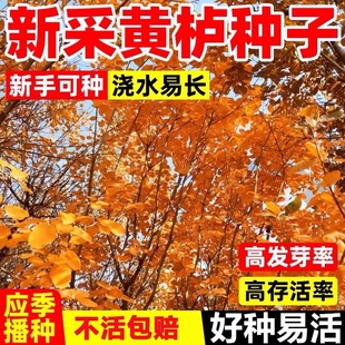 黄栌种子四季种植易活多年生花烟树彩叶树种籽绿化庭院景观观赏苗