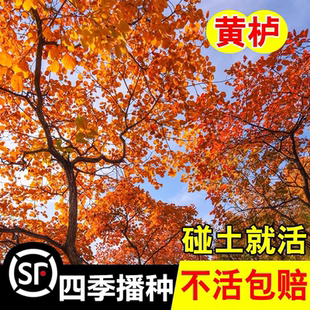 当年新采黄栌种子红叶灰毛黄栌多年生落叶乔木室外风景绿化树种子