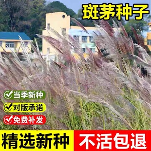 斑茅草种子草京芒草京羽茅斑叶芒大密芭茅草花园庭院观赏草籽牧草