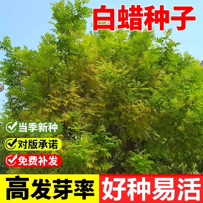 速生白蜡种子观叶白蜡树大叶小叶白蜡籽青榔木白荆树金叶对节绿化