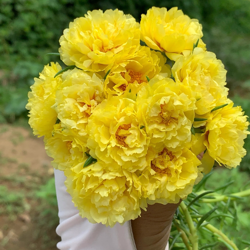 重瓣黄色太阳花种子四季播种开花易活花卉室内阳台室外庭院花籽种
