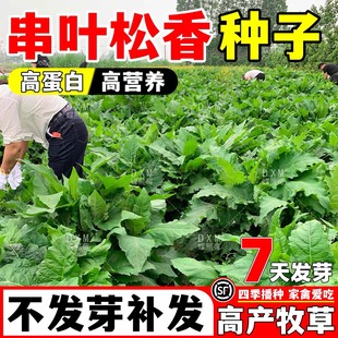 串叶松香草种子春秋育苗移栽多年生耐寒优质养猪阔叶菜高产牧草种